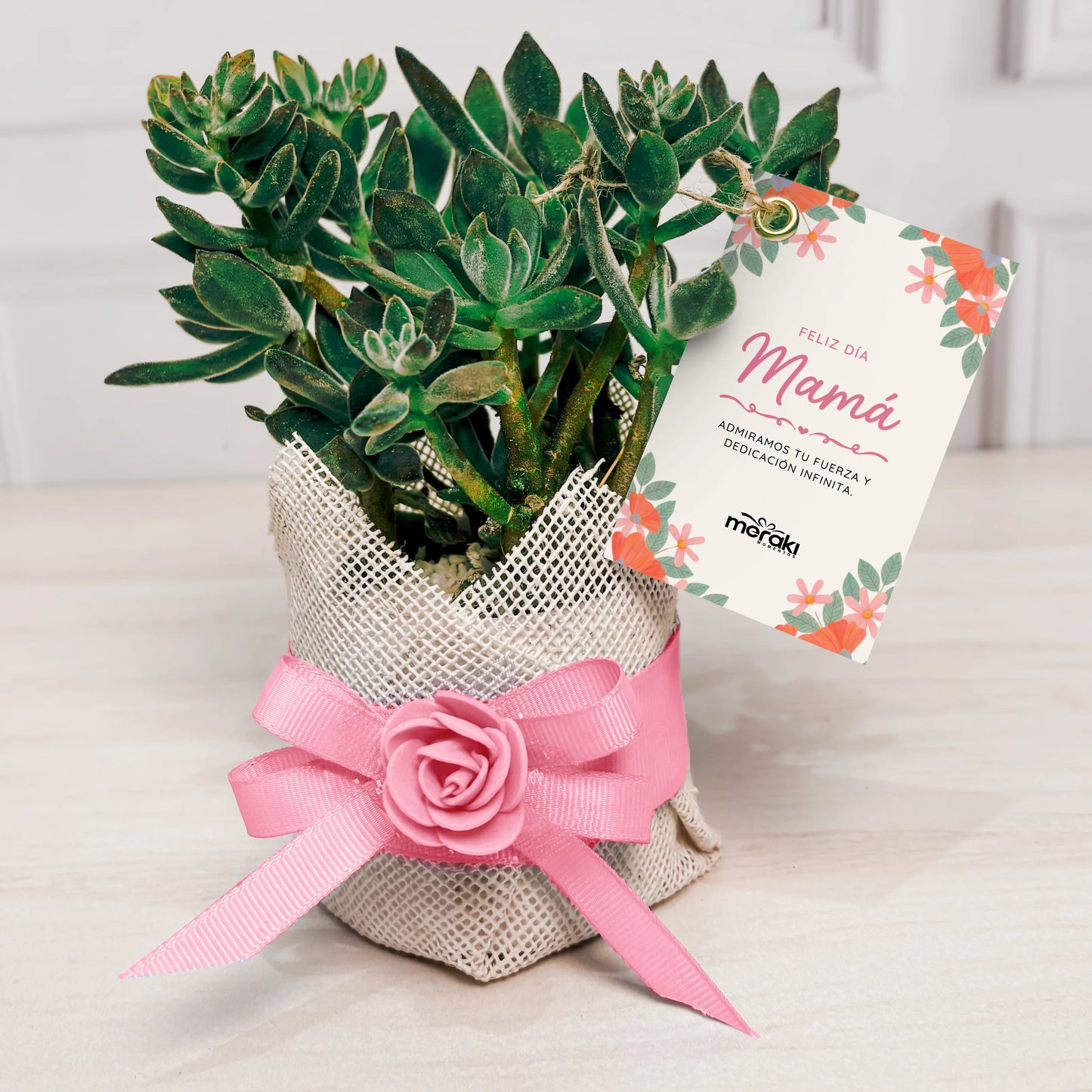 Planta Suculenta Para Mamá
