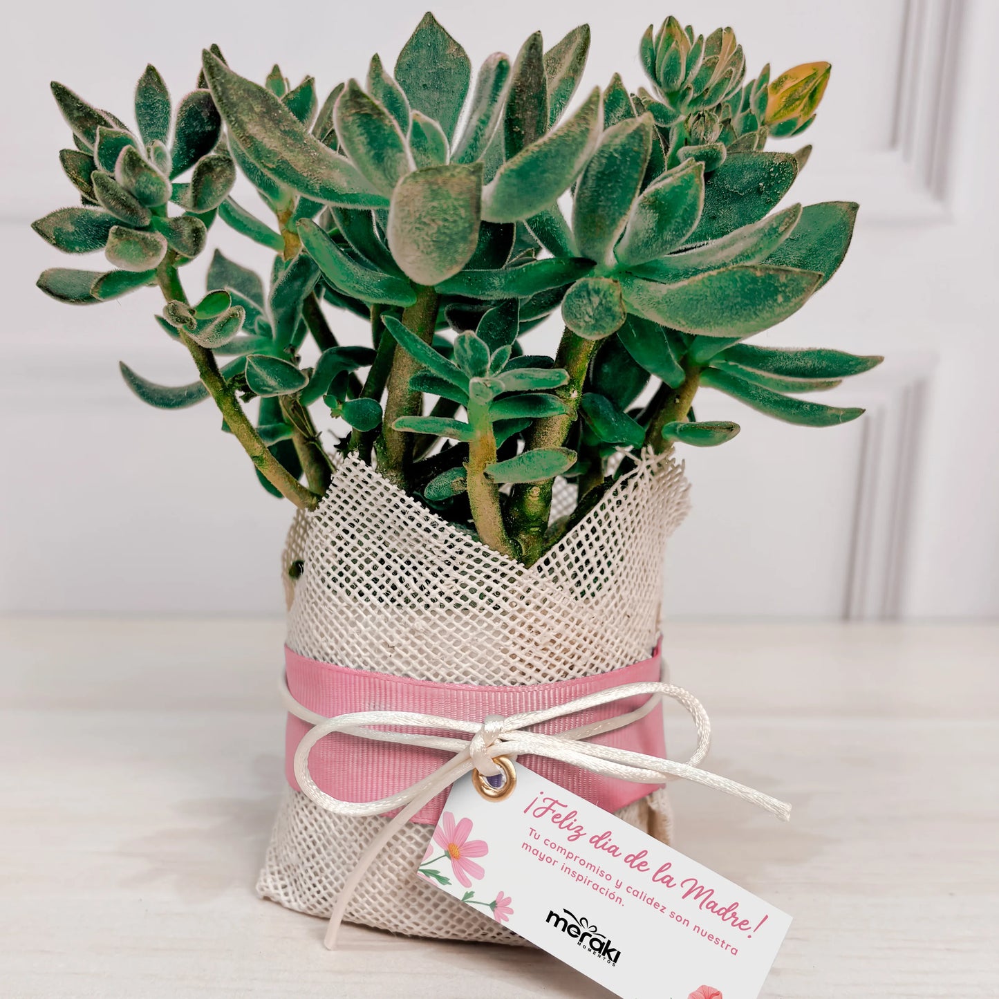 Planta Suculenta Con Tarjeta