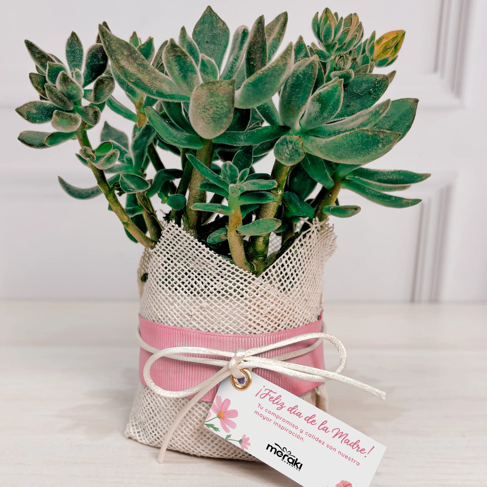 Planta Suculenta Con Tarjeta